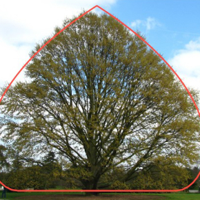 Un modèle mathématique pour la pousse des arbres