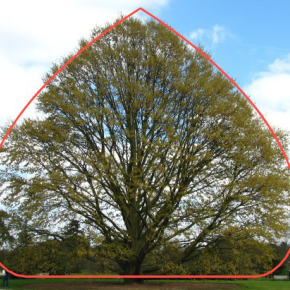 Un modèle mathématique pour la pousse des arbres